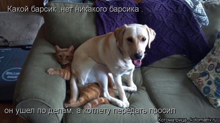 Какой барсик ,нет никакого барсика . он ушел по делам, а котлету передать просил... Котоматрица: Какой барсик ,нет никакого барсика . он ушел по делам, а котлету передать просил