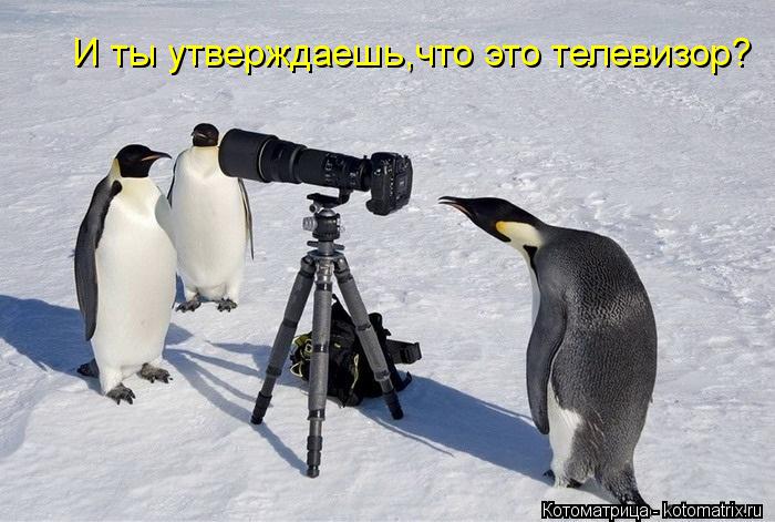 И ты утверждаешь,что это телевизор?... Котоматрица: И ты утверждаешь,что это телевизор?