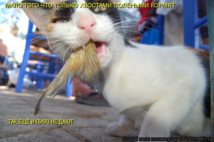 МАЛО ТОГО ЧТО ТОЛЬКО ХВОСТАМИ СОЛЁНЫМИ КОРМЯТ ТАК ЕЩЁ И ПИВО НЕ ДАЮТ... Котоматрица: МАЛО ТОГО ЧТО ТОЛЬКО ХВОСТАМИ СОЛЁНЫМИ КОРМЯТ ТАК ЕЩЁ И ПИВО НЕ ДАЮТ