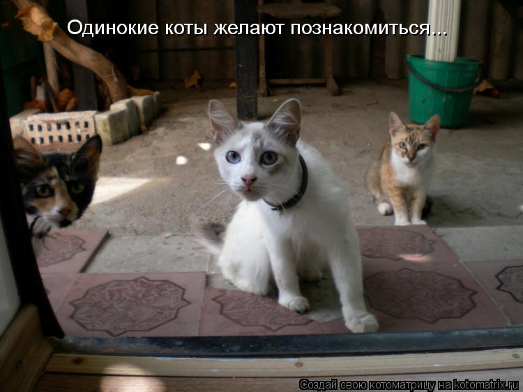 Одинокие коты желают познакомиться...... Котоматрица: Одинокие коты желают познакомиться...