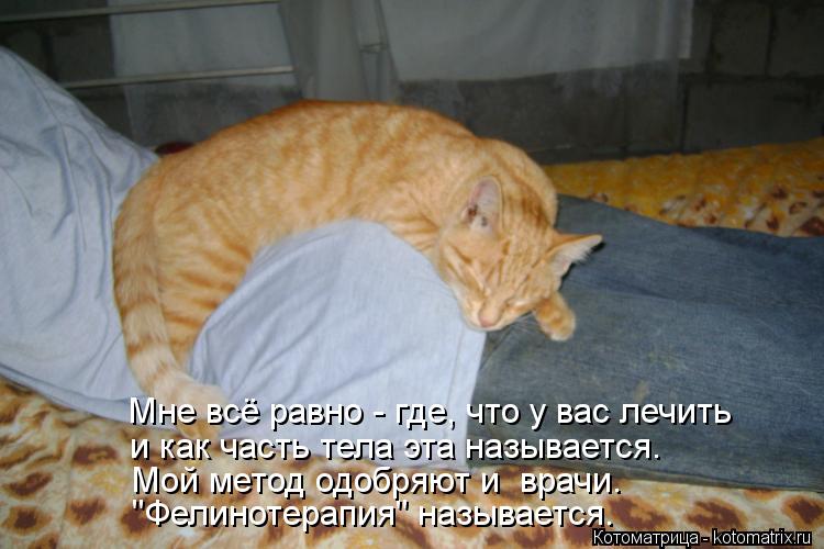 Котоматрица: и как часть тела эта называется. "Фелинотерапия" называется. Мой метод одобряют и  врачи. Мне всё равно - где, что у вас лечить