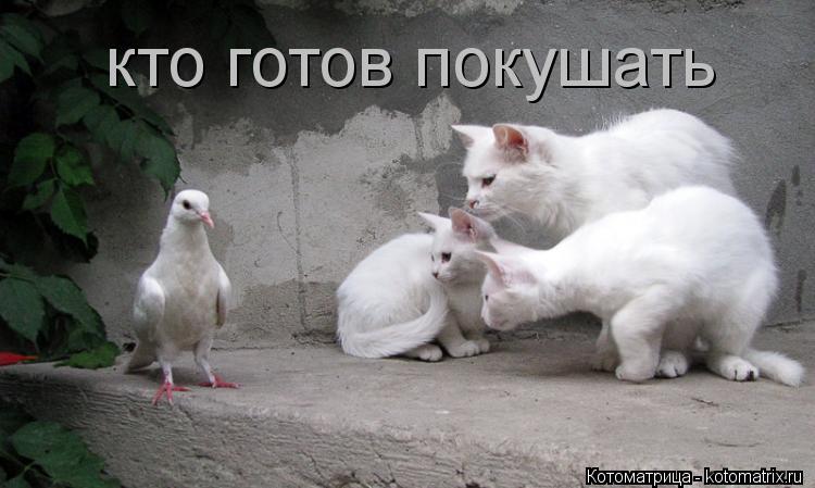 кто готов покушать... Котоматрица: кто готов покушать