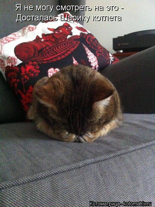 Я не могу смотреть на это - Досталась Шарику котлета... Котоматрица: Я не могу смотреть на это - Досталась Шарику котлета