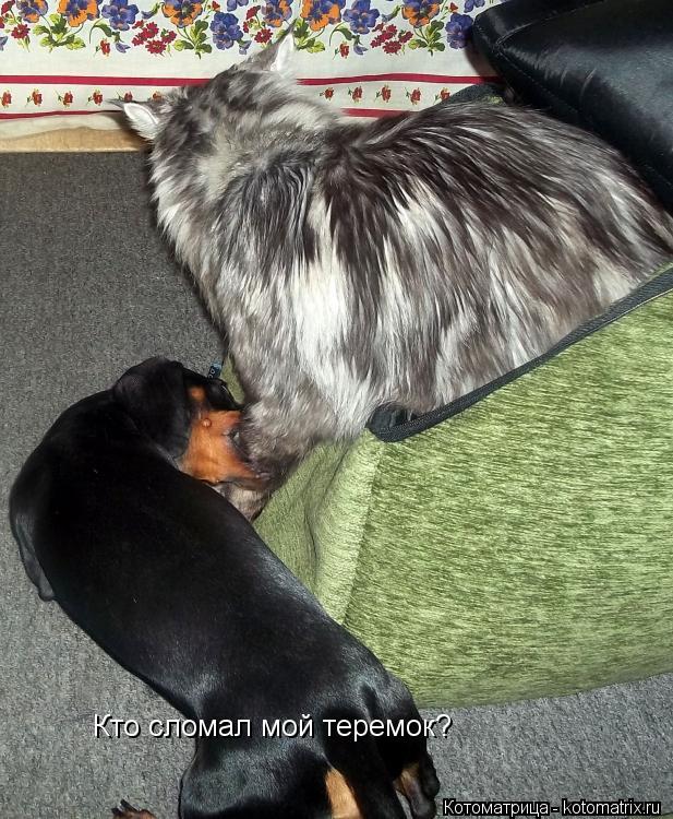 Кто сломал мой теремок?... Котоматрица: Кто сломал мой теремок?