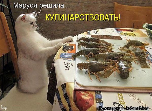 Маруся решила... КУЛИНАРСТВОВАТЬ!... Котоматрица: Маруся решила... КУЛИНАРСТВОВАТЬ!
