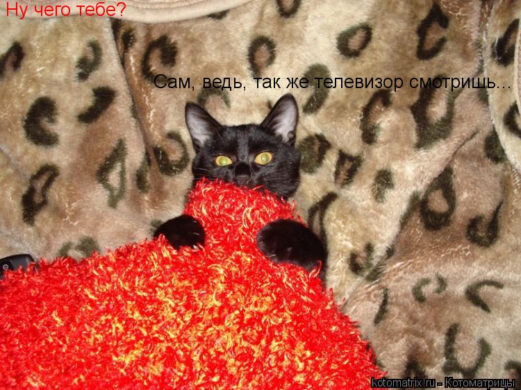 Ну чего тебе? Сам, ведь, так же телевизор смотришь...... Котоматрица: Ну чего тебе? Сам, ведь, так же телевизор смотришь...