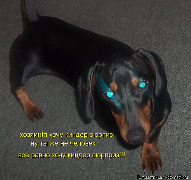 хозяин!я хочу киндер сюрпиз! ну ты же не человек всё равно хочу киндер сюрприз!!!... Котоматрица: хозяин!я хочу киндер сюрпиз! ну ты же не человек всё равно хочу киндер сюрприз!!!