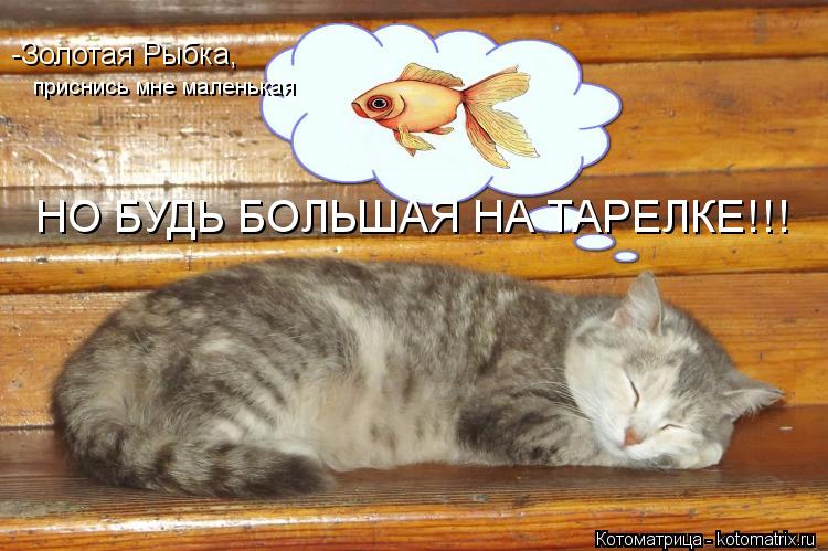-Золотая Рыбка, приснись мне маленькая НО БУДЬ БОЛЬШАЯ НА ТАРЕЛКЕ!!!... Котоматрица: -Золотая Рыбка, приснись мне маленькая НО БУДЬ БОЛЬШАЯ НА ТАРЕЛКЕ!!!