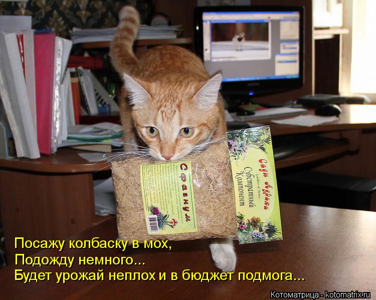 Посажу колбаску в мох, Подожду немного... Будет урожай неплох и в бюджет подмога...... Котоматрица: Посажу колбаску в мох, Подожду немного... Будет урожай неплох и в бюджет подмога...