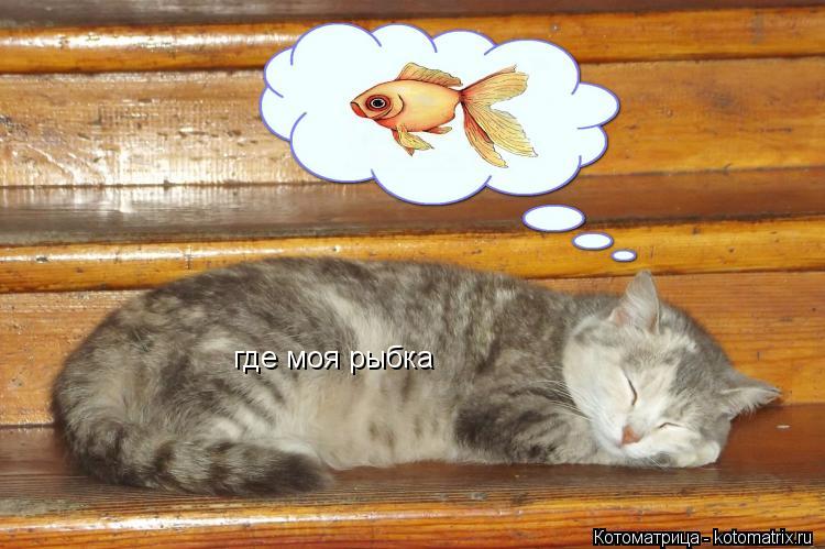 где моя рыбка... Котоматрица: где моя рыбка