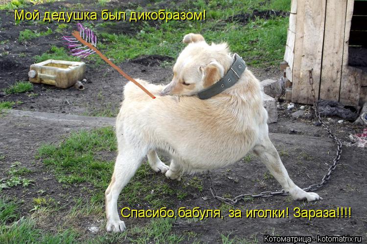 Спасибо,бабуля, за иголки! Зараза!!!! Мой дедушка был дикобразом!... Котоматрица: Спасибо,бабуля, за иголки! Зараза!!!! Мой дедушка был дикобразом!