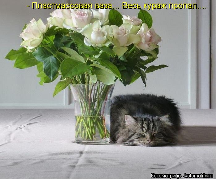 - Пластмассовая ваза... Весь кураж пропал....... Котоматрица: - Пластмассовая ваза... Весь кураж пропал....