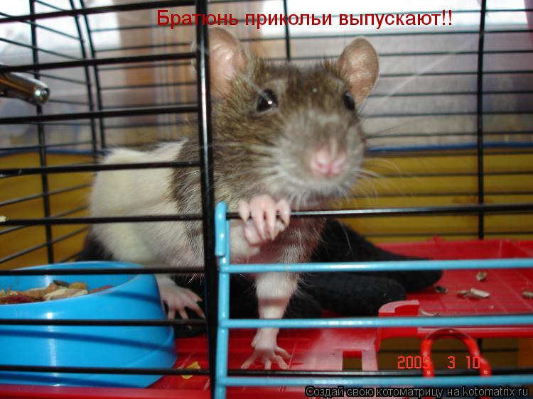 Братюнь прикольи выпускают!!... Котоматрица: Братюнь прикольи выпускают!!
