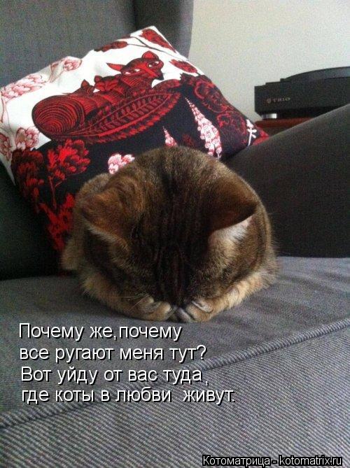 Почему же,почему все ругают меня тут? Вот уйду от вас туда , где коты в любви живут.... Котоматрица: Почему же,почему все ругают меня тут? Вот уйду от вас туда , где коты в любви живут.