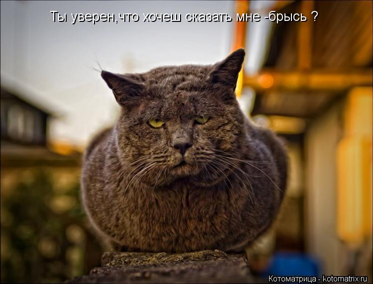 Ты уверен,что хочеш сказать мне -брысь ?... Котоматрица: Ты уверен,что хочеш сказать мне -брысь ?
