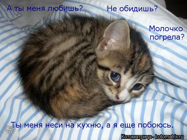 А ты меня любишь? Не обидишь? Молочко погрела? Ты меня неси на кухню, а я еще побоюсь.... Котоматрица: А ты меня любишь? Не обидишь? Молочко погрела? Ты меня неси на кухню, а я еще побоюсь.