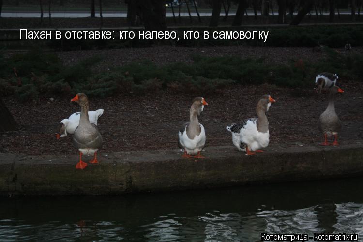 Пахан в отставке: кто налево, кто в самоволку... Котоматрица: Пахан в отставке: кто налево, кто в самоволку