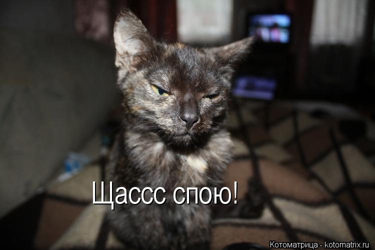 Щассс спою!... Котоматрица: Щассс спою!
