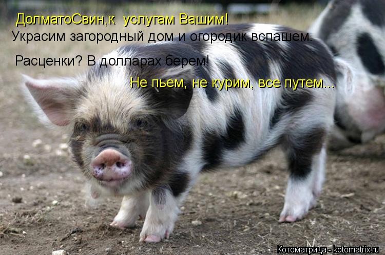 ДолматоСвин,к услугам Вашим! Украсим загородный дом и огородик вспашем. Расценки? В долларах берем! ... Котоматрица: ДолматоСвин,к услугам Вашим! Украсим загородный дом и огородик вспашем. Расценки? В долларах берем! Не пьем, не курим, все путем...