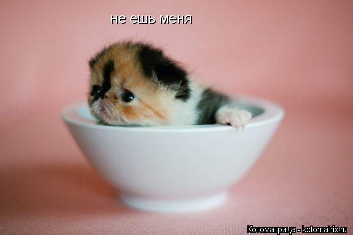 не ешь меня... Котоматрица: не ешь меня