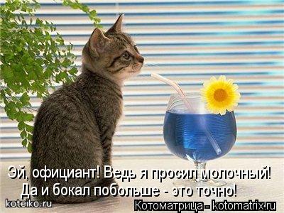 Эй, официант! Ведь я просил молочный! Да и бокал побольше - это точно!... Котоматрица: Эй, официант! Ведь я просил молочный! Да и бокал побольше - это точно!