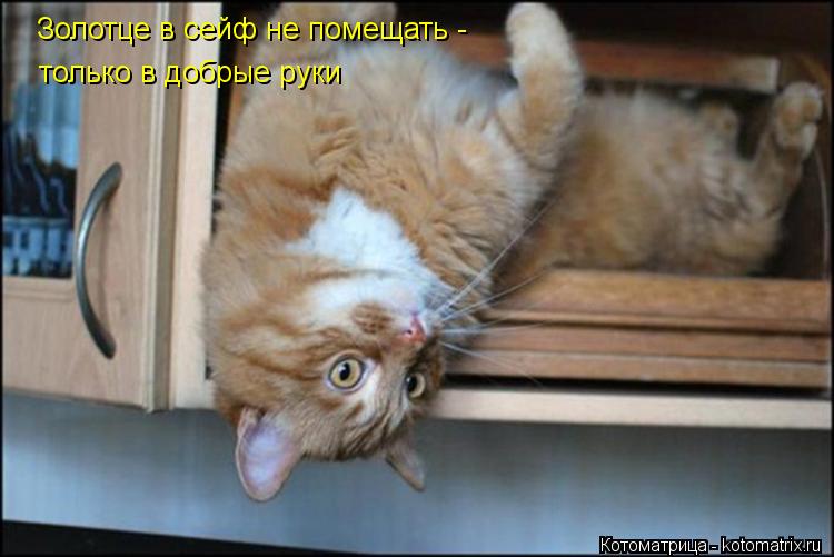 Золотце в сейф не помещать - только в добрые руки... Котоматрица: Золотце в сейф не помещать - только в добрые руки