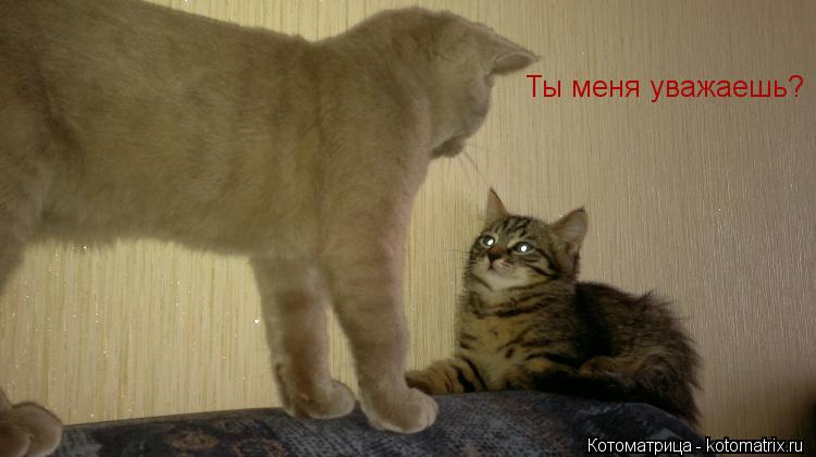 Ты меня уважаешь?... Котоматрица: Ты меня уважаешь?