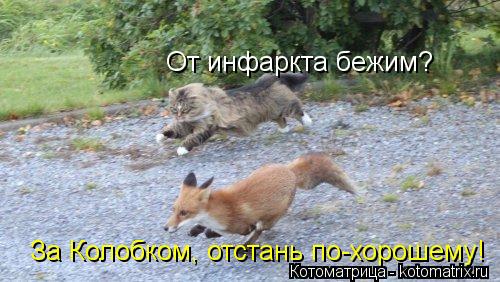 От инфаркта бежим? За Колобком, отстань по-хорошему!... Котоматрица: От инфаркта бежим? За Колобком, отстань по-хорошему!