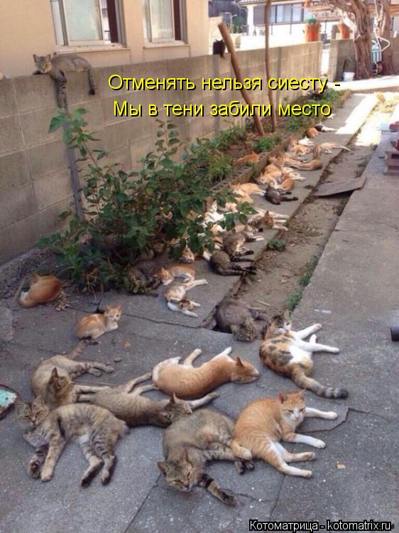 Отменять нельзя сиесту - Мы в тени забили место... Котоматрица: Отменять нельзя сиесту - Мы в тени забили место
