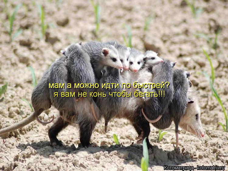 мам а можно идти по быстрей? мам а можно идти по быстрей? я вам не конь чтобы бегать!!!... Котоматрица: мам а можно идти по быстрей? мам а можно идти по быстрей? я вам не конь чтобы бегать!!!