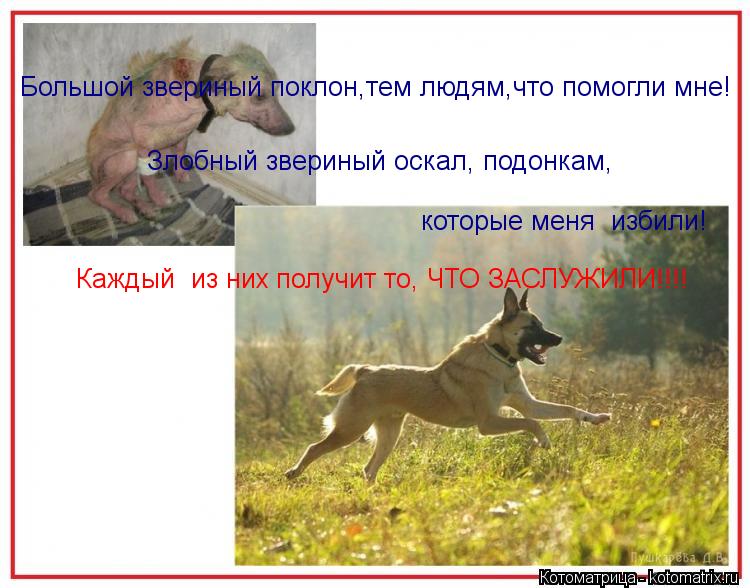 Большой звериный поклон,тем людям,что помогли мне! Злобный звериный оскал, подонкам, которые меня из... Котоматрица: Большой звериный поклон,тем людям,что помогли мне! Злобный звериный оскал, подонкам, которые меня избили! Каждый из них получит то, ЧТО ЗАС