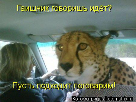 Гаишник говоришь идёт? Пусть подходит поговарим!... Котоматрица: Гаишник говоришь идёт? Пусть подходит поговарим!