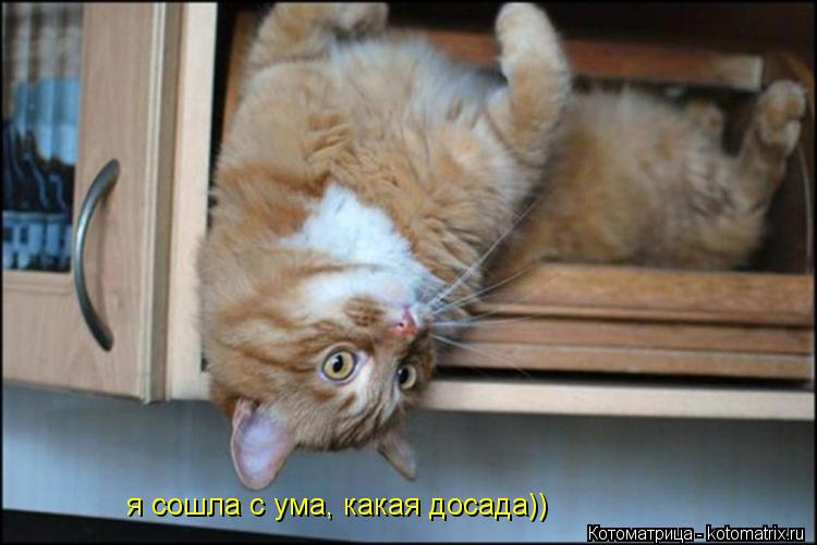 я сошла с ума, какая досада))... Котоматрица: я сошла с ума, какая досада))