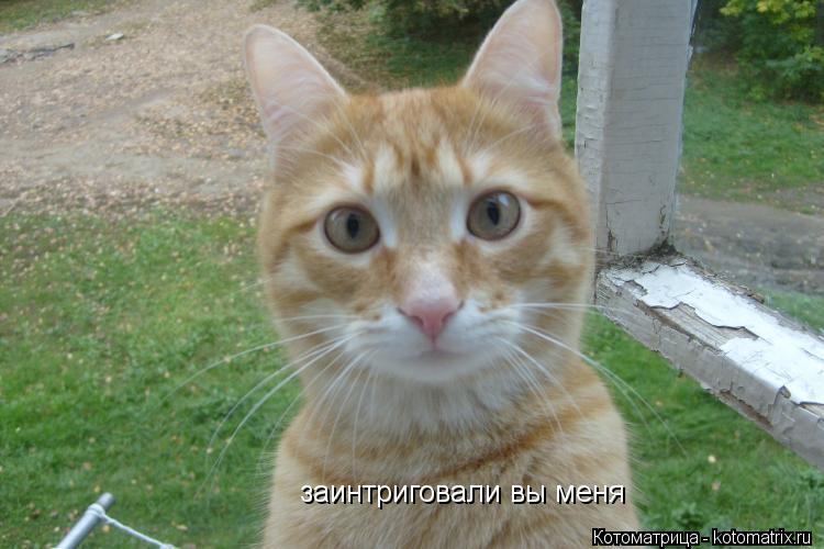 заинтриговали вы меня... Котоматрица: заинтриговали вы меня