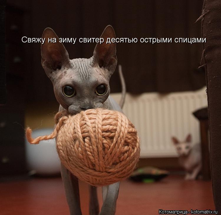 Свяжу на зиму свитер десятью острыми спицами... Котоматрица: Свяжу на зиму свитер десятью острыми спицами