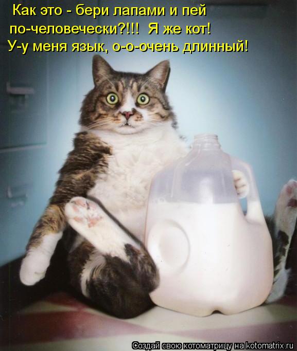 Как это - бери лапами и пей по-человечески?!!! Я же кот! У-у меня язык, о-о-очень длинный!... Котоматрица: Как это - бери лапами и пей по-человечески?!!! Я же кот! У-у меня язык, о-о-очень длинный!