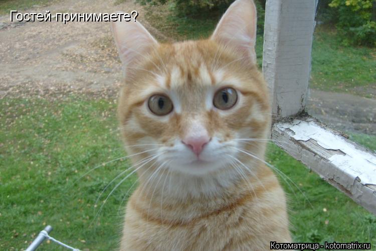 Гостей принимаете?... Котоматрица: Гостей принимаете?