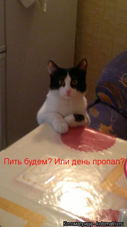 Пить будем? Или день пропал?... Котоматрица: Пить будем? Или день пропал?