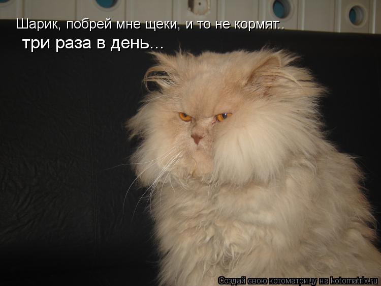 Шарик, побрей мне щеки, и то не кормят.. три раза в день...... Котоматрица: Шарик, побрей мне щеки, и то не кормят.. три раза в день...