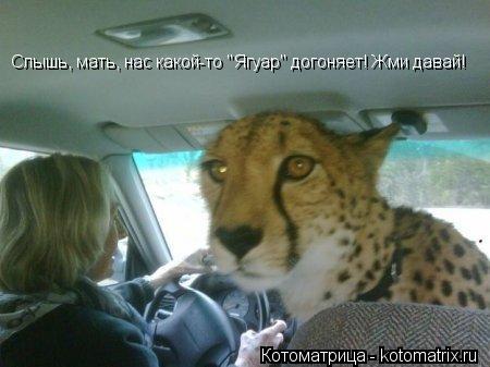 Слышь, мать, нас какой-то "Ягуар" догоняет! Жми давай!... Котоматрица: Слышь, мать, нас какой-то "Ягуар" догоняет! Жми давай!