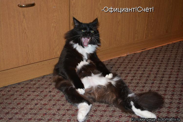 -Официант!Счёт!... Котоматрица: -Официант!Счёт!