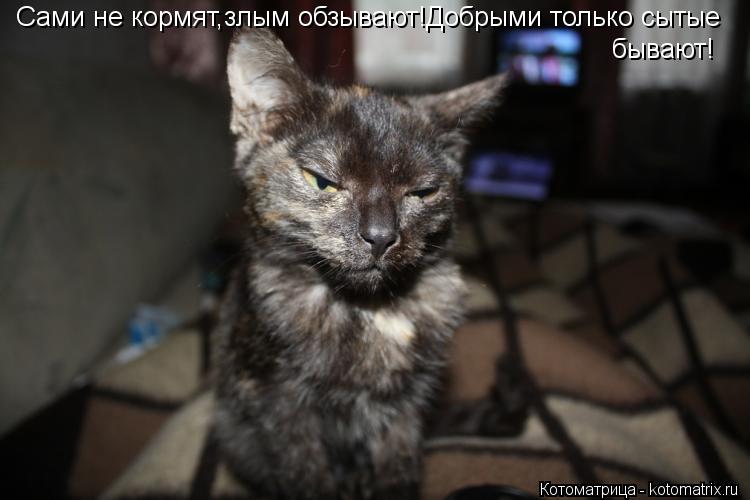 Сами не кормят,злым обзывают!Добрыми только сытые бывают!... Котоматрица: Сами не кормят,злым обзывают!Добрыми только сытые бывают!