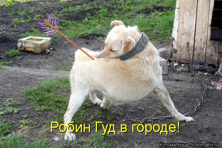 Робин Гуд в городе!... Котоматрица: Робин Гуд в городе!