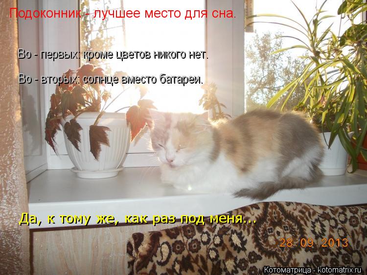 Подоконник - лучшее место для сна. Во - первых: кроме цветов никого нет. Во - вторых: солнце вместо б... Котоматрица: Подоконник - лучшее место для сна. Во - первых: кроме цветов никого нет. Во - вторых: солнце вместо батареи. Да, к тому же, как раз под меня...