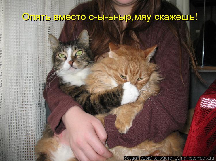 Опять вместо с-ы-ы-ыр,мяу скажешь!... Котоматрица: Опять вместо с-ы-ы-ыр,мяу скажешь!