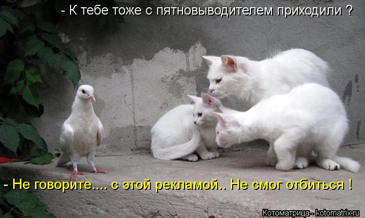 - К тебе тоже с пятновыводителем приходили ? - Не говорите.... с этой рекламой.. Не смог отбиться !... Котоматрица: - К тебе тоже с пятновыводителем приходили ? - Не говорите.... с этой рекламой.. Не смог отбиться !