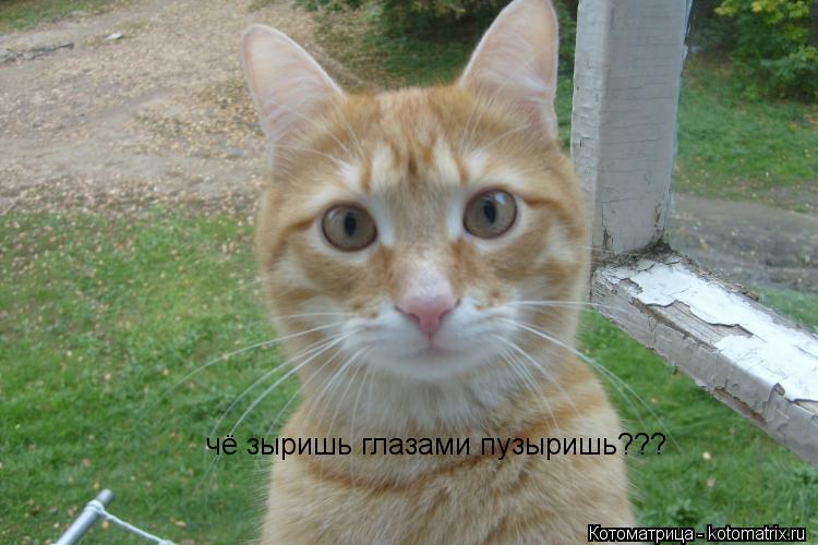 чё зыришь глазами пузыришь???... Котоматрица: чё зыришь глазами пузыришь???