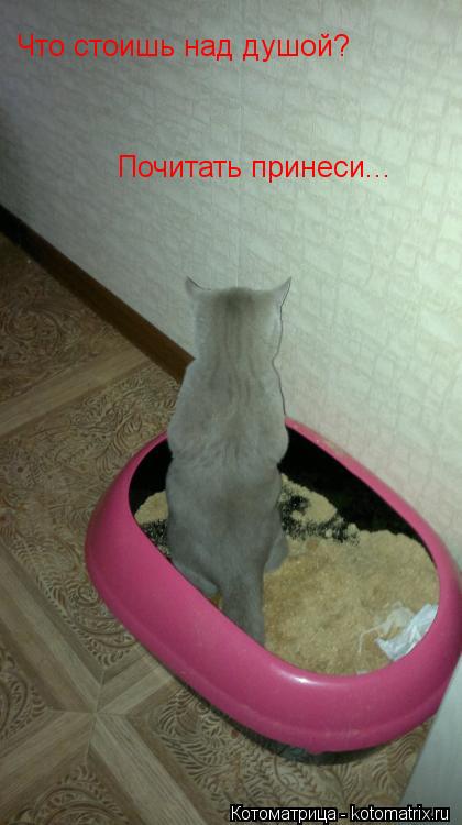 Что стоишь над душой? Почитать принеси...... Котоматрица: Что стоишь над душой? Почитать принеси...