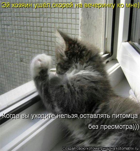 Когда вы уходите нельзя,оставлять питомца без пресмотра))) без пресмотра))) Эй хозяин ушёл,скорей на... Котоматрица: Когда вы уходите нельзя,оставлять питомца без пресмотра))) без пресмотра))) Эй хозяин ушёл,скорей на вечеринку ко мне))
