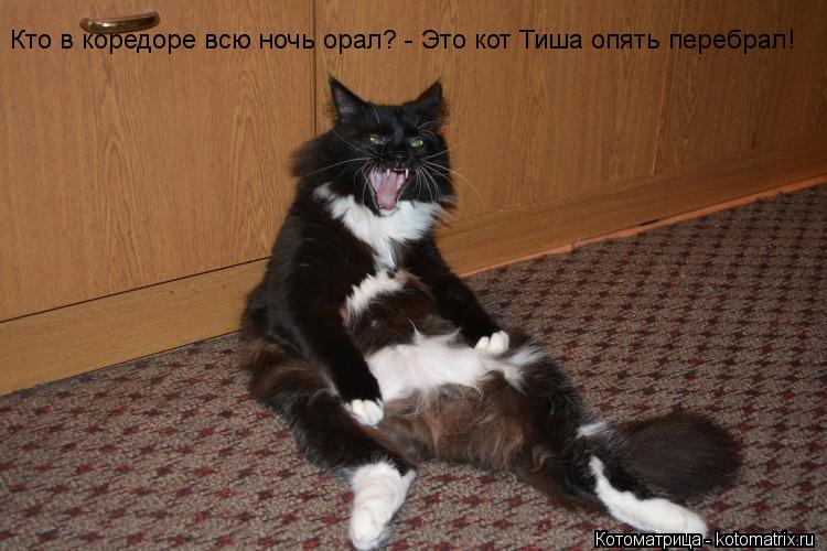 Кто в коредоре всю ночь орал? - Это кот Тиша опять перебрал!... Котоматрица: Кто в коредоре всю ночь орал? - Это кот Тиша опять перебрал!
